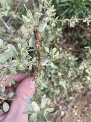 Asphondylia atriplicis