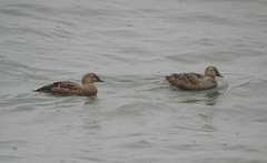 Somateria spectabilis