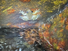 Amolops hongkongensis