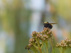 Bombus robustus