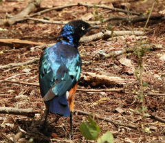 Lamprotornis superbus