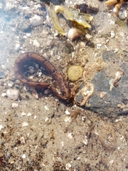Pholis gunnellus