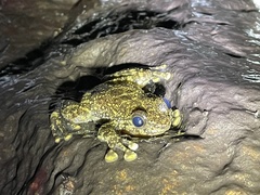 Amolops hongkongensis