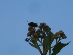 Bombus robustus
