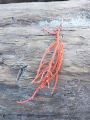 Sarcodiotheca