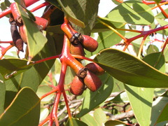 Eucalyptus grossa