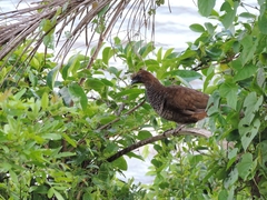 Ortalis squamata