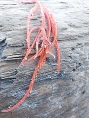 Sarcodiotheca
