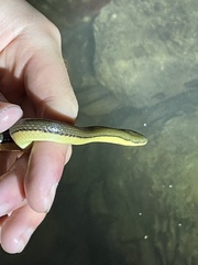 Opisthotropis lateralis