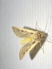 Ochropleura implecta