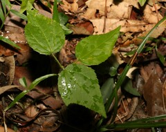 Dendrocnide photiniiphylla