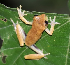 Dendropsophus