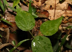 Dendrocnide photiniiphylla