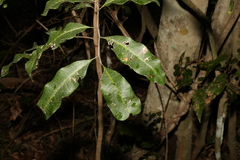 Cupaniopsis parvifolia