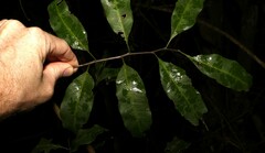 Cupaniopsis parvifolia