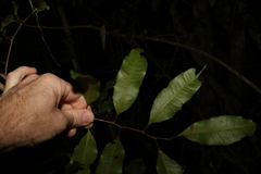 Cupaniopsis parvifolia