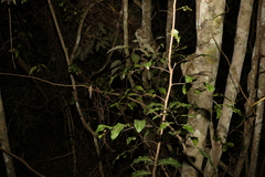 Cupaniopsis parvifolia