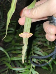 Nothomiza flavicosta