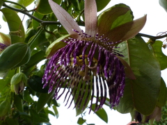 Passiflora laurifolia