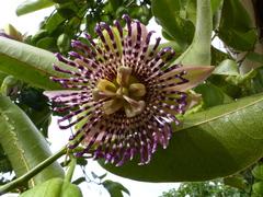 Passiflora laurifolia