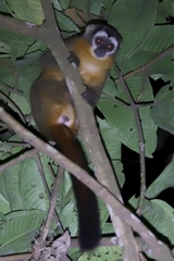 Aotus nigriceps