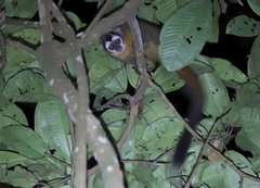 Aotus nigriceps