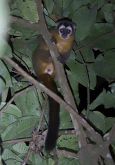 Aotus nigriceps