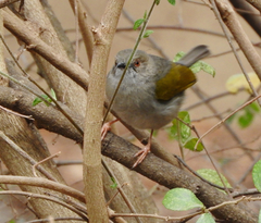Camaroptera brachyura