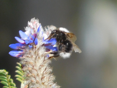 Bombus funebris