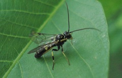 Exenterus amictorius