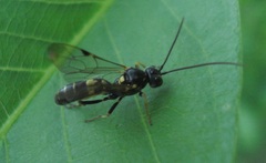 Exenterus amictorius