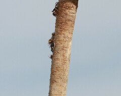 Melanerpes erythrocephalus