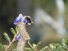 Bombus funebris