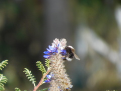 Bombus funebris