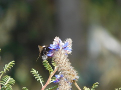 Bombus funebris