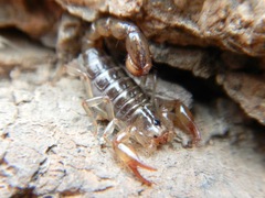 Superstitionia donensis