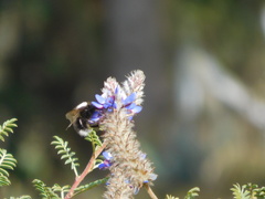 Bombus funebris