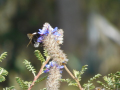 Bombus funebris