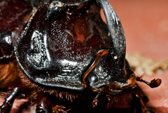 Oryctes nasicornis grypus
