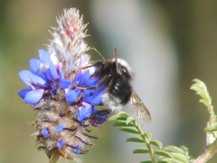 Bombus funebris