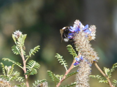 Bombus funebris