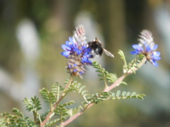 Bombus funebris