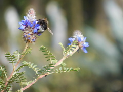 Bombus funebris