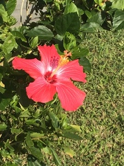 Hibiscus rosa-sinensis