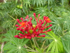 Jatropha multifida