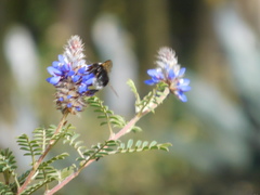 Bombus funebris