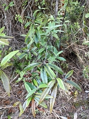 Corokia buddleioides