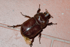 Oryctes nasicornis grypus