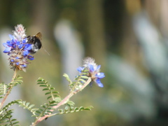 Bombus funebris