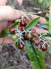 Corokia buddleioides